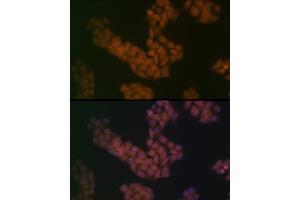 Immunofluorescence analysis of HeLa cells using B Rabbit mAb (ABIN7265826) at dilution of 1:100 (40x lens). (BANF1 抗体)