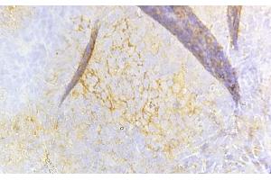 ABIN6260659 and ABIN6268684 at 1/100 staining Rat spleen tissue sections by IHC-P. (CD8B 抗体  (Internal Region))
