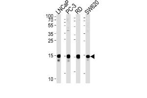 Western Blotting (WB) image for anti-Transcription Elongation Factor A (SII)-Like 1 (TCEAL1) antibody (ABIN2999497) (TCEAL1 抗体)