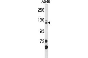 Western Blotting (WB) image for anti-SEC23 Interacting Protein (SEC23IP) antibody (ABIN2998038) (SEC23IP 抗体)