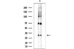 Western blot analysis of lysates from Rat brain, using TAS2R16 Antibody at 1/1000 dilution.