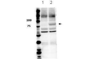 Western Blot of Rabbit anti-Stat3 pY705 antibody. (STAT3 抗体  (Internal Region, pTyr705))