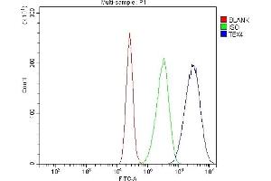 Flow Cytometry analysis of CACO-2 cells using anti-TBX4 antibody (ABIN7602998). (TBX4 抗体  (Middle Region))