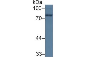 Western Blot; Sample: Rat Cerebrum lysate; Primary Ab: 1µg/ml Rabbit Anti-Human NEFL Antibody Second Ab: 0. (NEFL 抗体  (AA 281-396))
