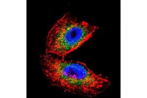 Immunofluorescence (IF) image for anti-Acetylcholinesterase (AChE) antibody (ABIN3003530) (Acetylcholinesterase 抗体)