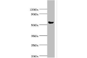 Western blot All lanes: Pancreatic alpha-amylase antibody at 6 μg/mL + Mouse liver tissue Secondary Goat polyclonal to rabbit IgG at 1/10000 dilution Predicted band size: 58, 31 kDa Observed band size: 58 kDa (AMY2A 抗体  (AA 242-511))