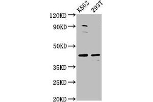 Western Blot Positive WB detected in: K562 whole cell lysate, 293T whole cell lysate All lanes: XKR8 antibody at 3. (XKR8 抗体  (AA 69-158))