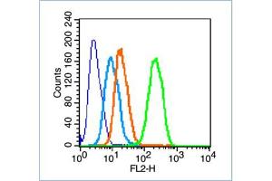 Image no. 5 for anti-Growth Associated Protein 43 (GAP43) (AA 9-100) antibody (ABIN725555)