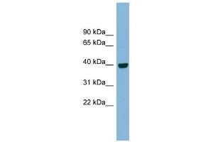 IMPAD1 antibody used at 1 ug/ml to detect target protein. (IMPAD1 抗体  (N-Term))