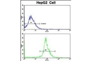 Flow cytometric analysis of HepG2 cells using LTA Antibody (Center)(bottom histogram) compared to a negative control cell (top histogram). (LTA 抗体  (AA 46-72))
