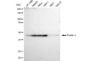 Western blotting analysis using Flotillin 1 antibody (ABIN7798633). (Recombinant Flotillin 1 抗体)