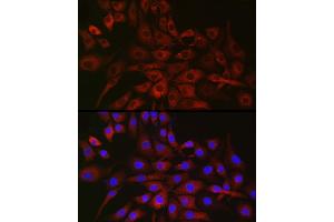 Immunofluorescence analysis of NIH/3T3 cells using P4H Rabbit pAb (ABIN1681193, ABIN3018745, ABIN3018746 and ABIN6220566) at dilution of 1:50 (40x lens). (P4HA2 抗体  (AA 234-533))