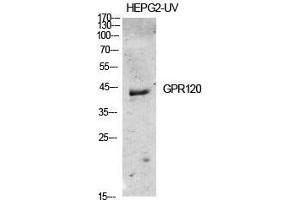 Western Blot (WB) analysis of specific cells using GPR120 Polyclonal Antibody. (O3FAR1 抗体  (Internal Region))