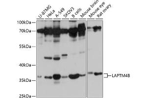 Western blot analysis of extracts of various cell lines, using LB antibody (ABIN7268341) at 1:1000 dilution. (LAPTM4B 抗体  (AA 218-317))