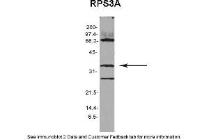 Sample Type: Arabidopsis thaliana extract (30ug)Primary Diltution: 1:1000Secondary Antibody: anti-rabbit HRPSecondary Dilution: 1:15,000Exposure Time: 1 minuteImage Submitted By: Anonymous (RPS3A 抗体  (N-Term))