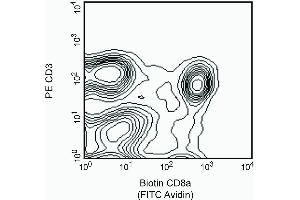 Stained with Avidin-FITC (CD8 alpha 抗体  (Biotin))