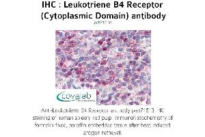 Image no. 1 for anti-Leukotriene B4 Receptor (LTB4R) (1st Cytoplasmic Domain) antibody (ABIN1736420) (Leukotriene B4 Receptor/BLT 抗体  (1st Cytoplasmic Domain))