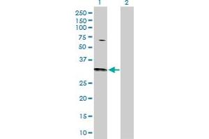 Western Blot analysis of CDC42 expression in transfected 293T cell line by CDC42 MaxPab polyclonal antibody. (CDC42 抗体  (AA 1-191))