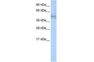Western Blot showing KRT14 antibody used at a concentration of 1-2 ug/ml to detect its target protein.