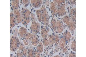 #VALUE! (CDC23 抗体  (AA 366-597))