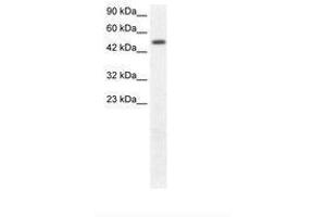 Image no. 1 for anti-FLT3-Interacting Zinc Finger 1 (FIZ1) (AA 362-411) antibody (ABIN202661) (FIZ1 抗体  (AA 362-411))
