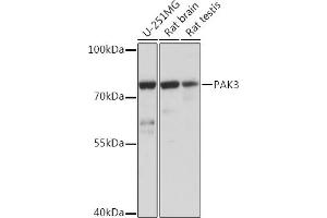 Western blot analysis of extracts of various cell lines, using P Rabbit pAb (ABIN7269162) at 1:1000 dilution. (PAK3 抗体  (AA 1-100))