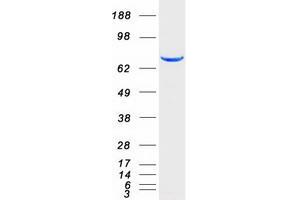 Western Blotting (WB) image for Signal Transducer and Activator of Transcription 4 (STAT4) protein (Myc-DYKDDDDK Tag) (ABIN2732799)