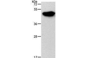 Western Blot analysis of Mouse brain tissue using NDRG3 Polyclonal Antibody at dilution of 1:1050 (NDRG3 抗体)
