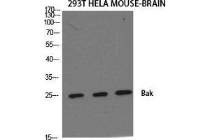 Western Blot (WB) analysis of specific cells using Bak Polyclonal Antibody. (BAK1 抗体  (N-Term))