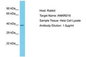 Image no. 1 for anti-Ankyrin Repeat Domain 16 (ANKRD16) (AA 43-92) antibody (ABIN6750615) (ANKRD16 抗体  (AA 43-92))