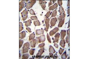 LRP12 Antibody immunohistochemistry analysis in formalin fixed and paraffin embedded human skeletal muscle followed by peroxidase conjugation of the secondary antibody and DAB staining.