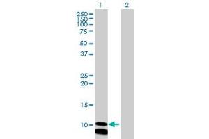 Western Blot analysis of PCBD2 expression in transfected 293T cell line by PCBD2 MaxPab polyclonal antibody. (PCBD2 抗体  (AA 1-129))