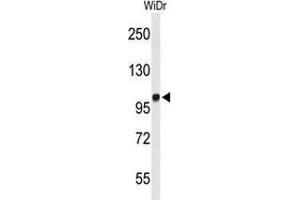 Western blot analysis of MICAL2 (arrow) in WiDr cell line lysates (35ug/lane) using MICAL2