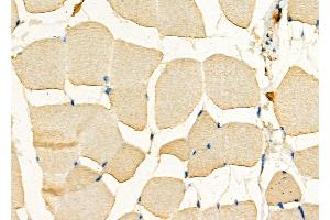 ABIN6266215 and ABIN6277373 at 1/100 staining Mouse muscle tissue by IHC-P.