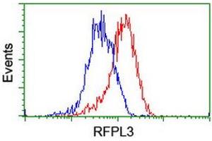 Image no. 8 for anti-Ret Finger Protein-Like 3 (RFPL3) antibody (ABIN1500675) (RFPL3 抗体)