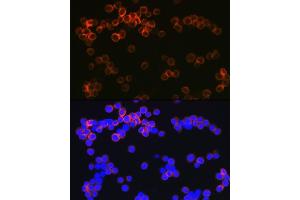 Immunofluorescence analysis of Raw264 7 cells using CD209 Rabbit mAb (ABIN7266173) at dilution of 1:100 (40x lens). (DC-SIGN/CD209 抗体)