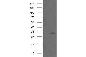 Image no. 1 for anti-B and T Lymphocyte Associated (BTLA) antibody (ABIN1496981) (BTLA 抗体)