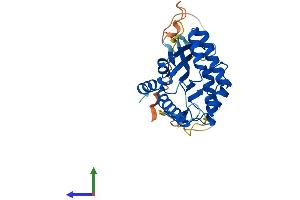 Protein Structure (PS) image for BRCA2 and CDKN1A Interacting Protein (BCCIP) (AA 1-316) protein (His tag) (ABIN7560666)