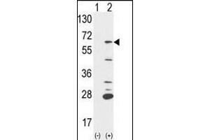 Western blot analysis of PTPN6 (arrow) using rabbit polyclonal PTPN6 Antibody (Center) (ABIN1882123 and ABIN2839434).