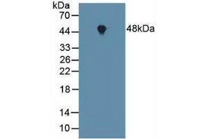 Detection of FNTa in Mouse Heart Tissue using Polyclonal Antibody to Farnesyltransferase Alpha (FNTa) (FNTA 抗体  (AA 51-366))