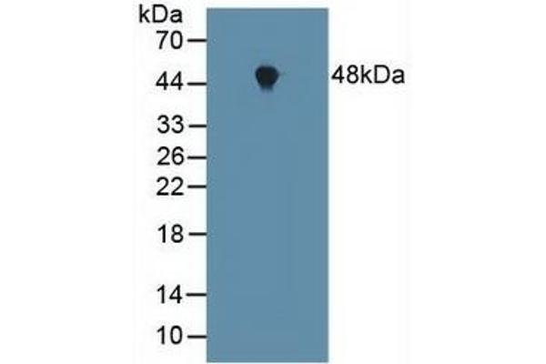 FNTA 抗体  (AA 51-366)