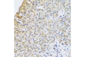 Immunohistochemistry of paraffin-embedded mouse stomach using PER1 antibody. (PER1 抗体  (AA 1-200))
