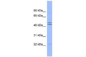 WB Suggested Anti-PON1 Antibody Titration:  0. (PON1 抗体  (Middle Region))