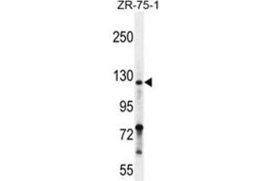 Western Blotting (WB) image for anti-Neuropilin 2 (NRP2) antibody (ABIN2996268) (NRP2 抗体)
