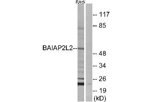 Western blot analysis of extracts from RAW264. (BAIAP2L2 抗体)