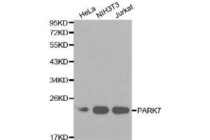 Western blot analysis of extracts of various cell lines, using PARK7 antibody. (PARK7/DJ1 抗体  (AA 1-189))