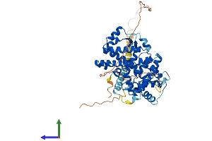 AlphaFold protein structure predicition of Mouse Recombinant Rorb Protein, UniprotID Q8R1B8