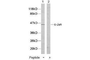 Image no. 2 for anti-Jun Proto-Oncogene (JUN) (Tyr170) antibody (ABIN197132) (C-JUN 抗体  (Tyr170))
