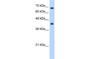 CHST8 antibody used at 0. (CHST8 抗体)