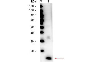 Western Blot of HRP Conjugated Superoxide Dismutase Antibody. (Superoxide Dismutase 抗体 (HRP))